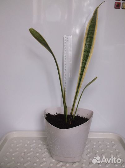 Пальма Драцена и Сансевиерия трехполосная 