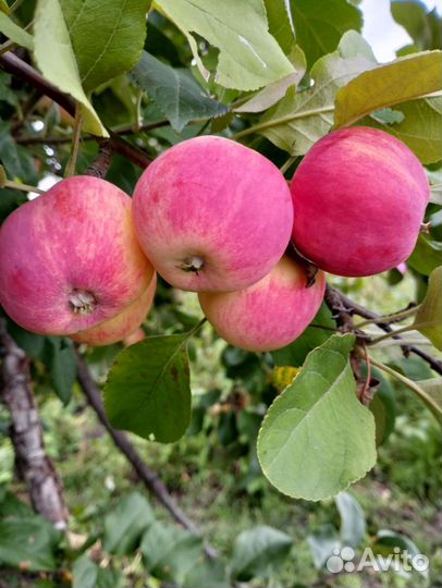 Яблоки домашние
