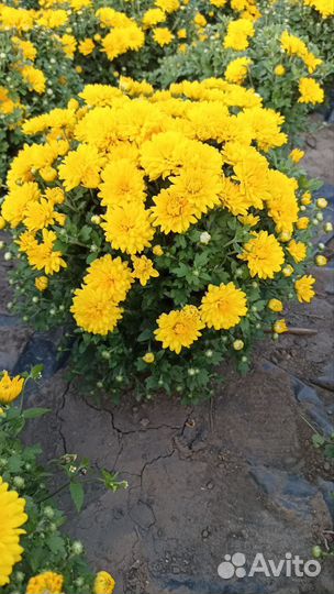 Хризантемы мультифлора