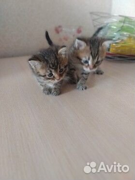 Продаю котенка