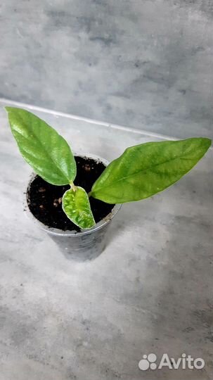 Фикус флорис буссе