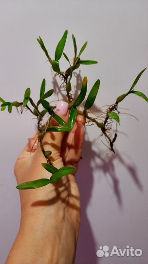 Орхидея Dinema Polybulbon