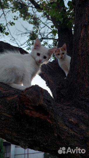 Отдам кот и кошка