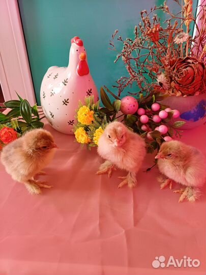 Цыплята породистых кур