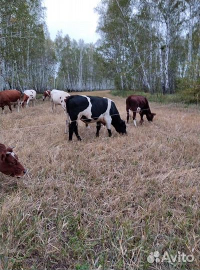 Продам телку и телочку