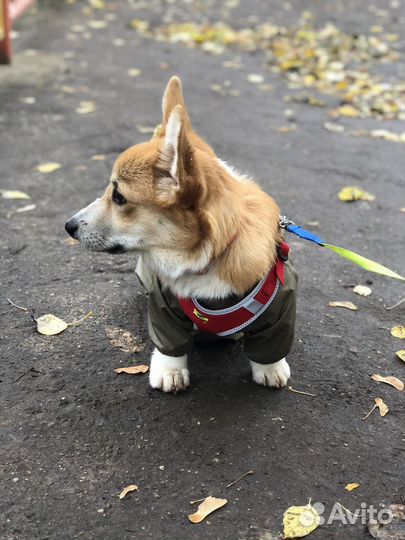 Комбинезон для собак дождевик