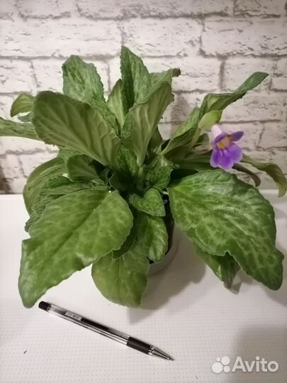 Комнатные растения/Хирита, минисиннингия, фиалка