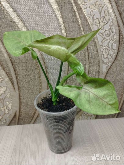 Сингониумы сортовые