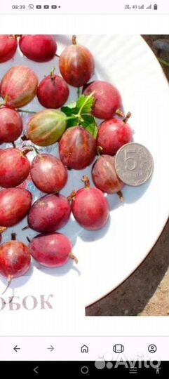 Сирень и крыжовник