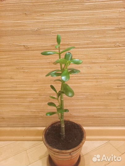 Денежное дерево