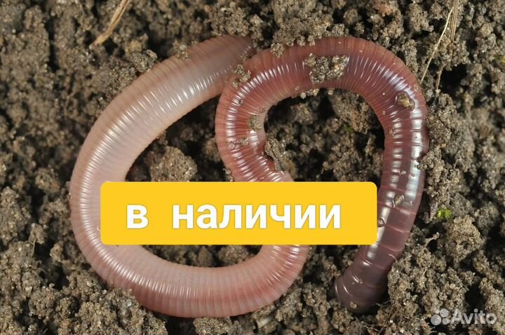 Черви выползки