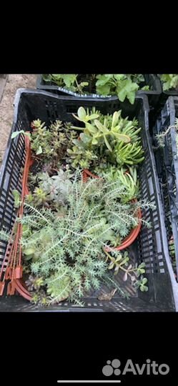 Суккуленты в кашпо