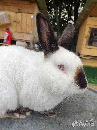 Кролик калифорнийский