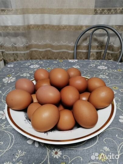Домашние куриные яйца