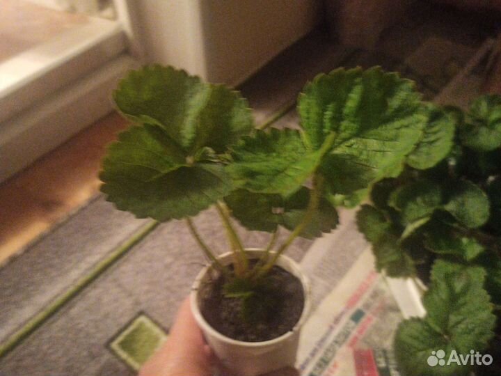 Саженцы клубники купчиха