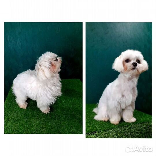 Груминг, выезд на дом