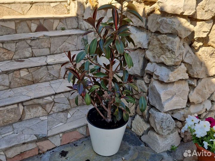 Фикус каучуконосный мелани