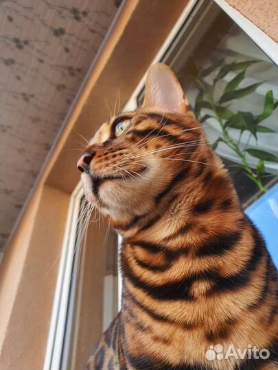 Кот бенгал 6 поколения для вязки