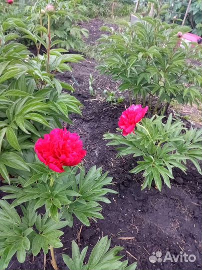 Пион Рубра Плена, пион лекарственный