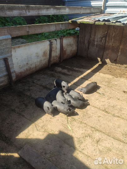 Вьетнамские поросята 3 мес