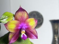 Фаленоесис Phal.Mituo Love ‘ Rainbow-520