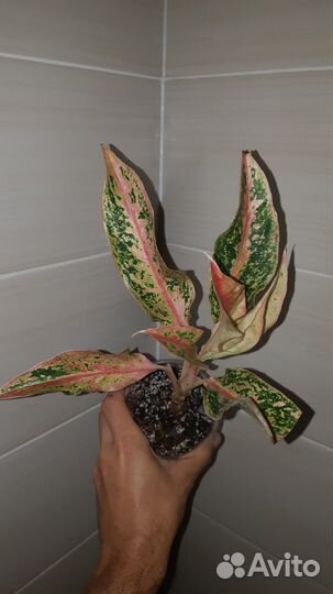 Аглаонема Престиж, Оранж Аврора