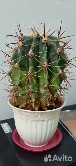 Ферокактус латиспинус