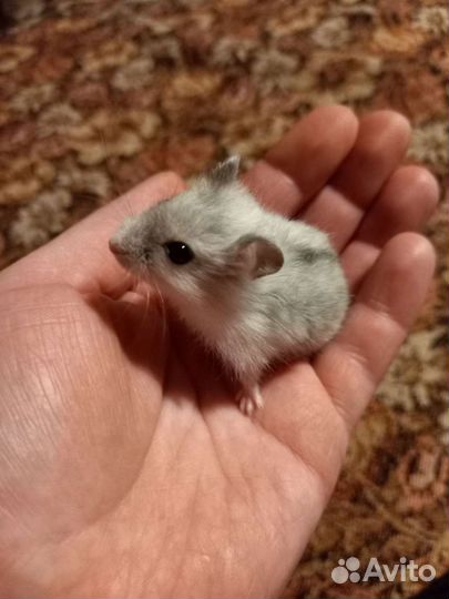 Джунгарский хомяк