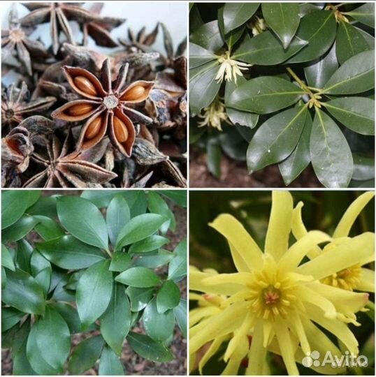 Чай,Бадьян,Кунжут чёрный семена