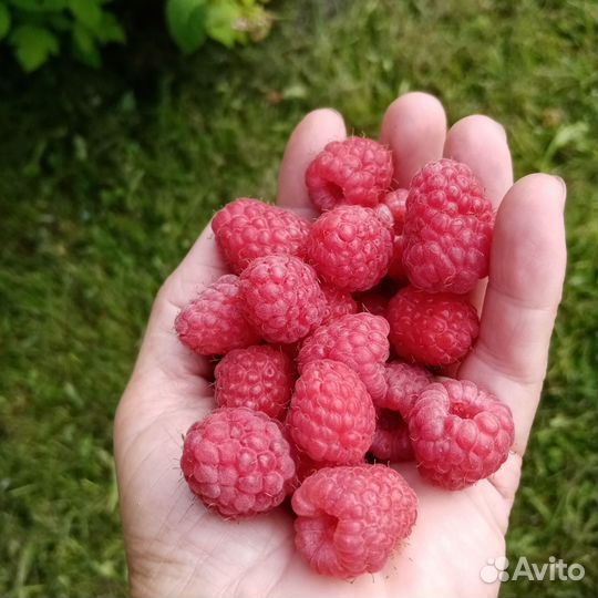 Саженцы малины