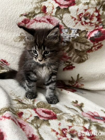 Котята мейн-кун