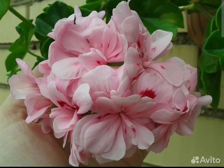 Плющелистная пеларгония Starbright Rose