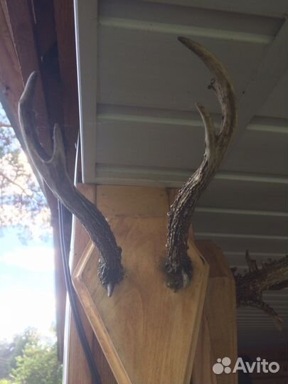 Рога косули