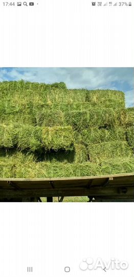 Сено в тюках и рулонах