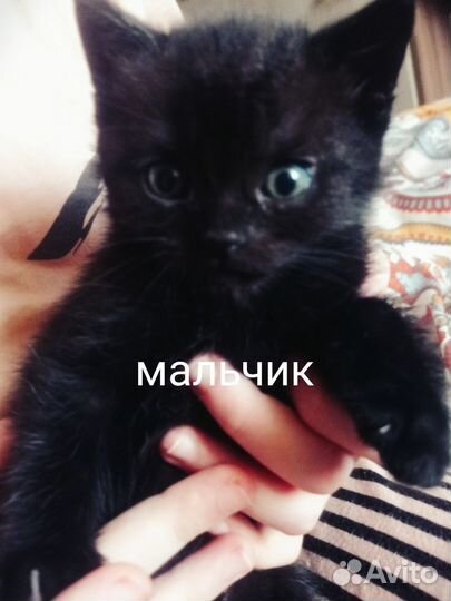 Отдам котят