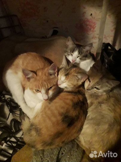 Котята в добрые руки
