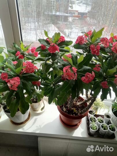 Комнатные цветы