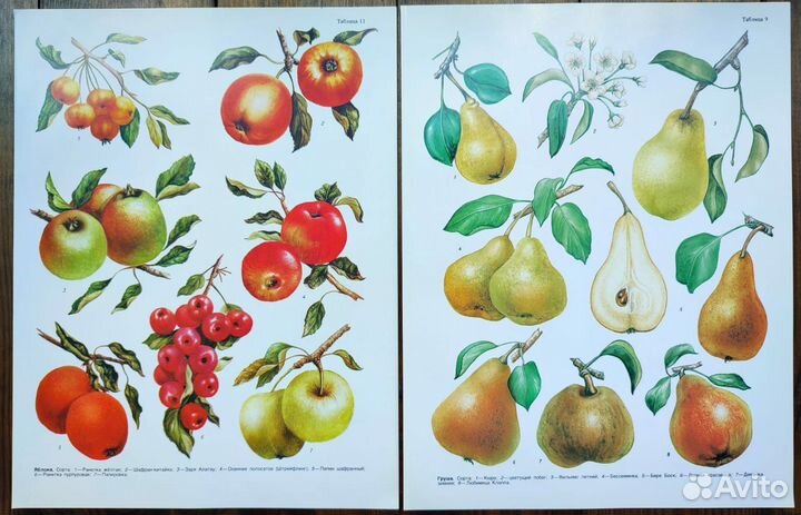 Ботаническиие иллюстрации фрукты, овощи