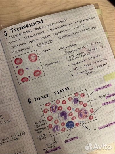 Рисую альбом по гистологии