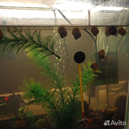 Аквариум