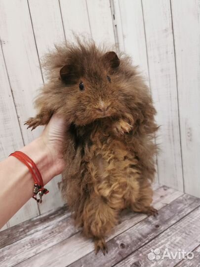 Морская свинка альпака