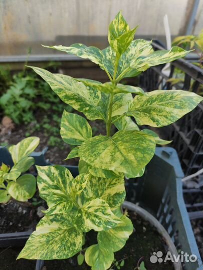 Гортензия Конфетти