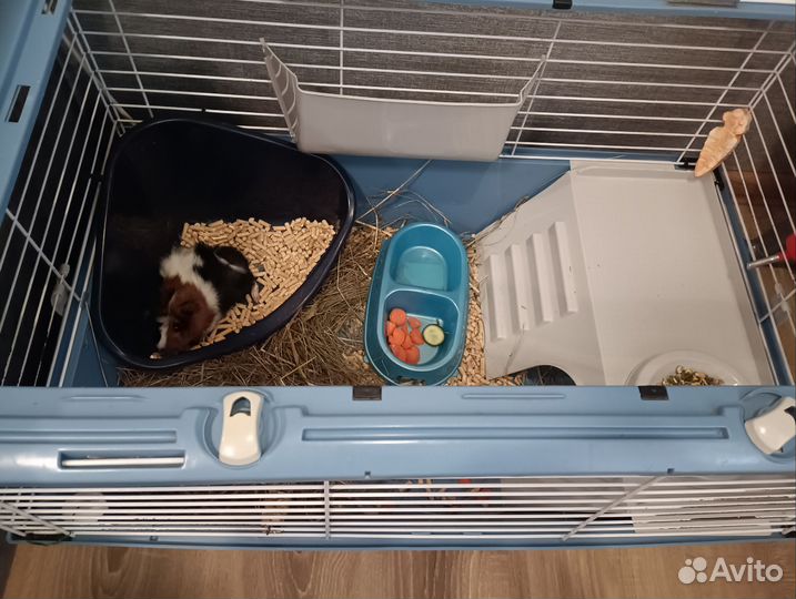 Морская свинка Розетка (с клеткой)