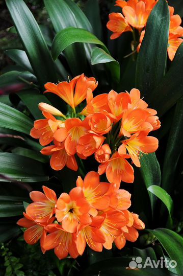 Кливия, Фикус кауч., бенджамина, пеперомия, фиалки