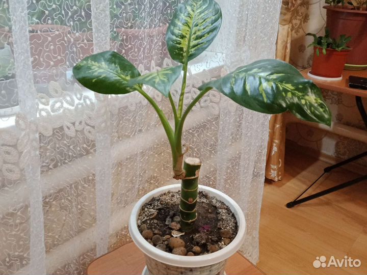 Диффенбахия