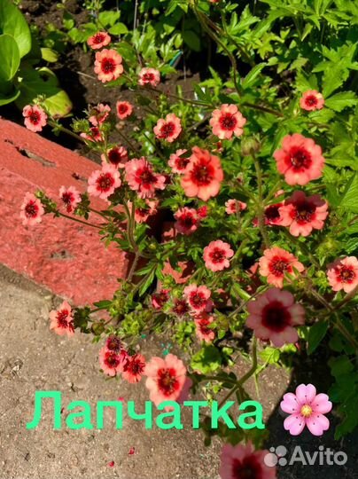 Садовые цветы