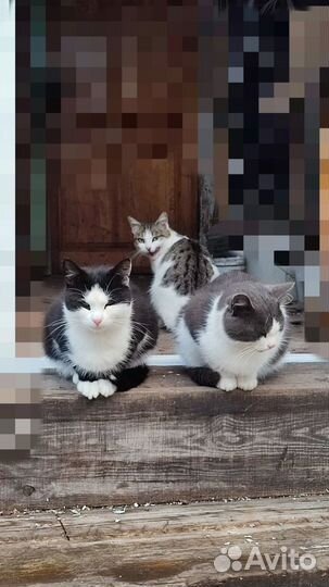 Отдам кота в добрые руки