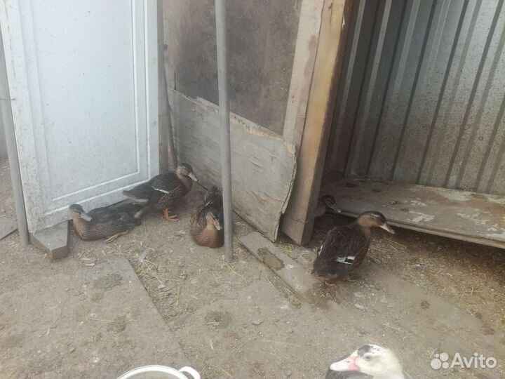 Утки подсадные