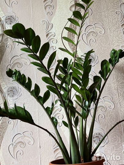 Замиокулькас