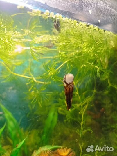 Улитки Мелании и Катушки аквариумные